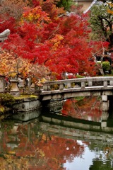 紅葉ブリッジ