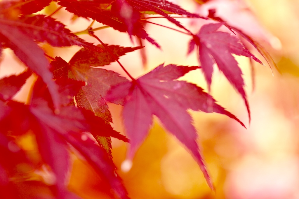 秋そして紅葉