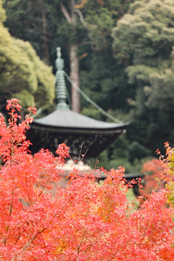 塔下紅葉