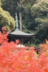 塔下紅葉