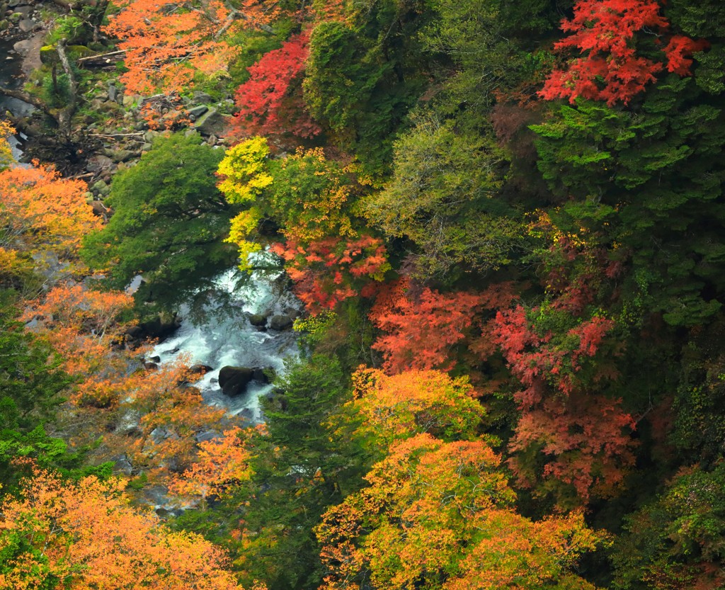美・紅葉