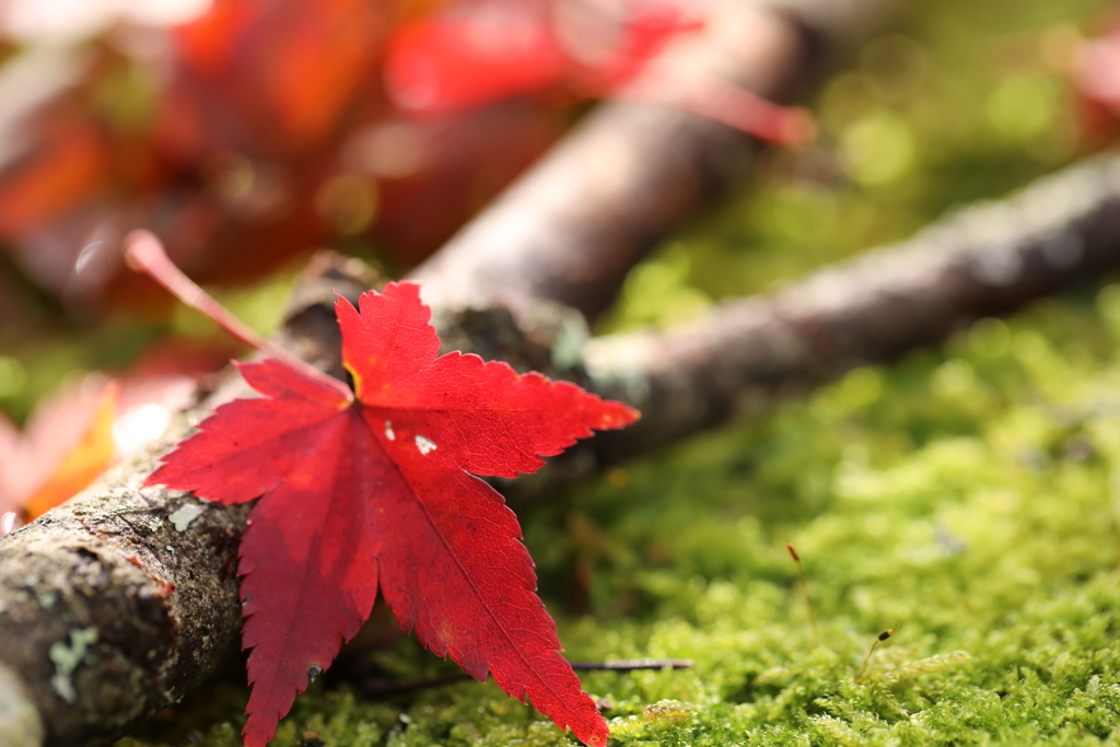 落・紅葉