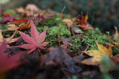 彩落紅葉
