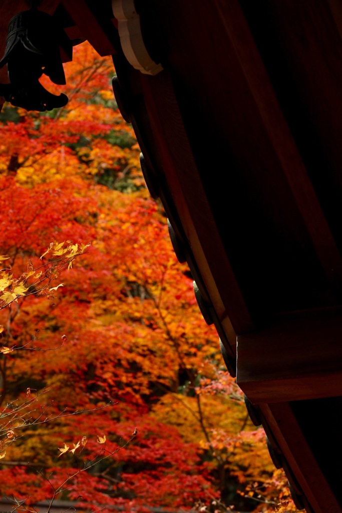 ひとつ屋根の下
