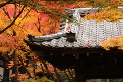 紅葉來たる