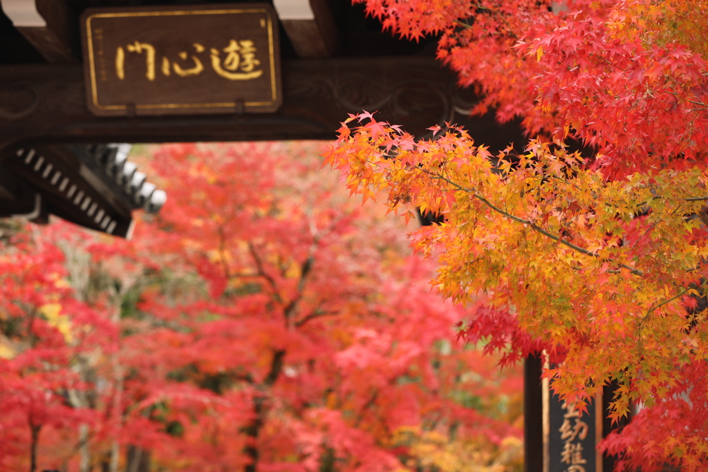 紅葉パラダイス