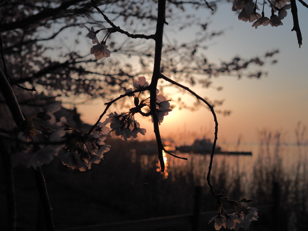 朝焼けと桜