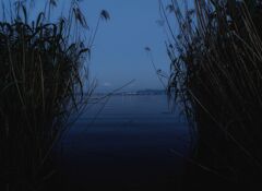 水草の間に