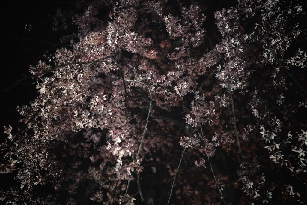 夜桜