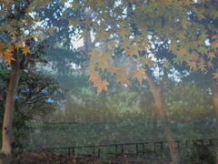 紅葉と琵琶湖