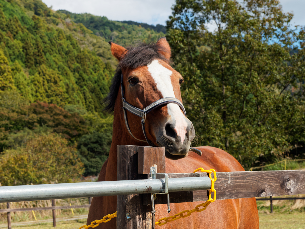 遠くを見る馬