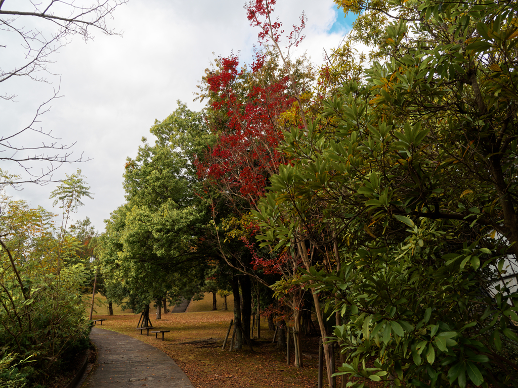 公園の中の紅葉