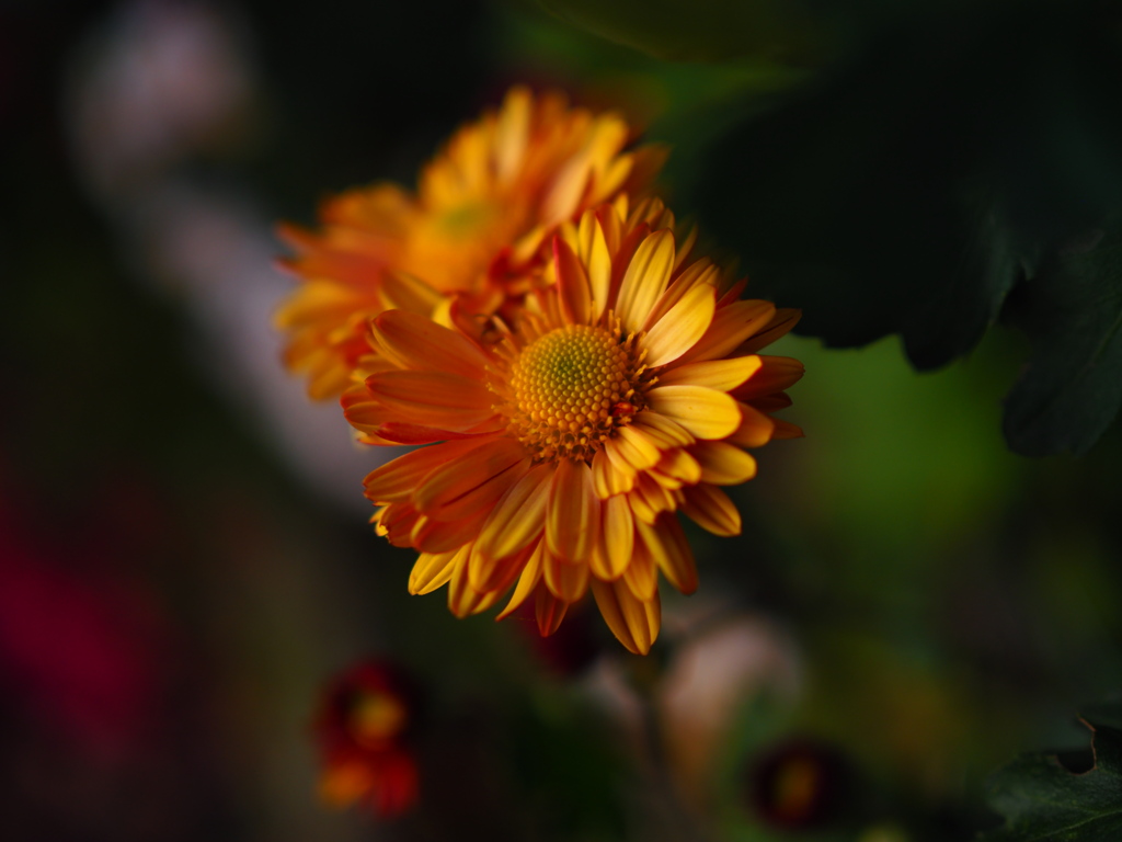 晩秋の花