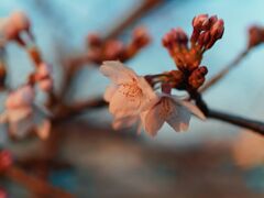 桜の開花