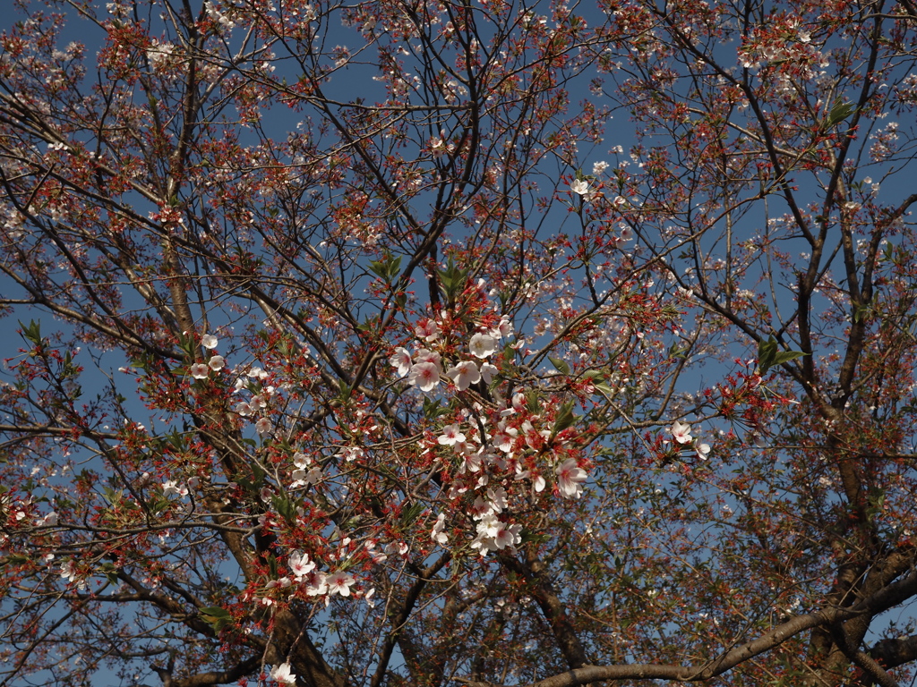今年最後の桜