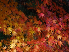 終盤の紅葉