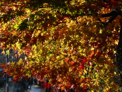 光と紅葉