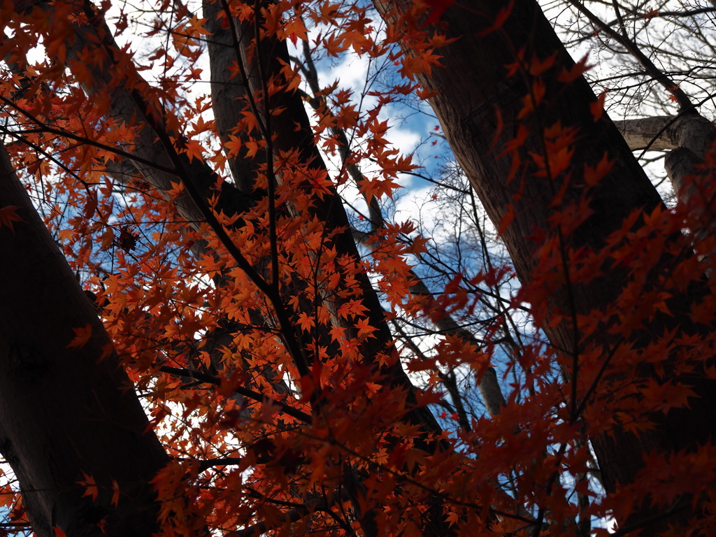 晩秋の紅葉