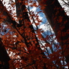 晩秋の紅葉