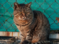 琵琶湖の朝日を睨んでいる猫さん