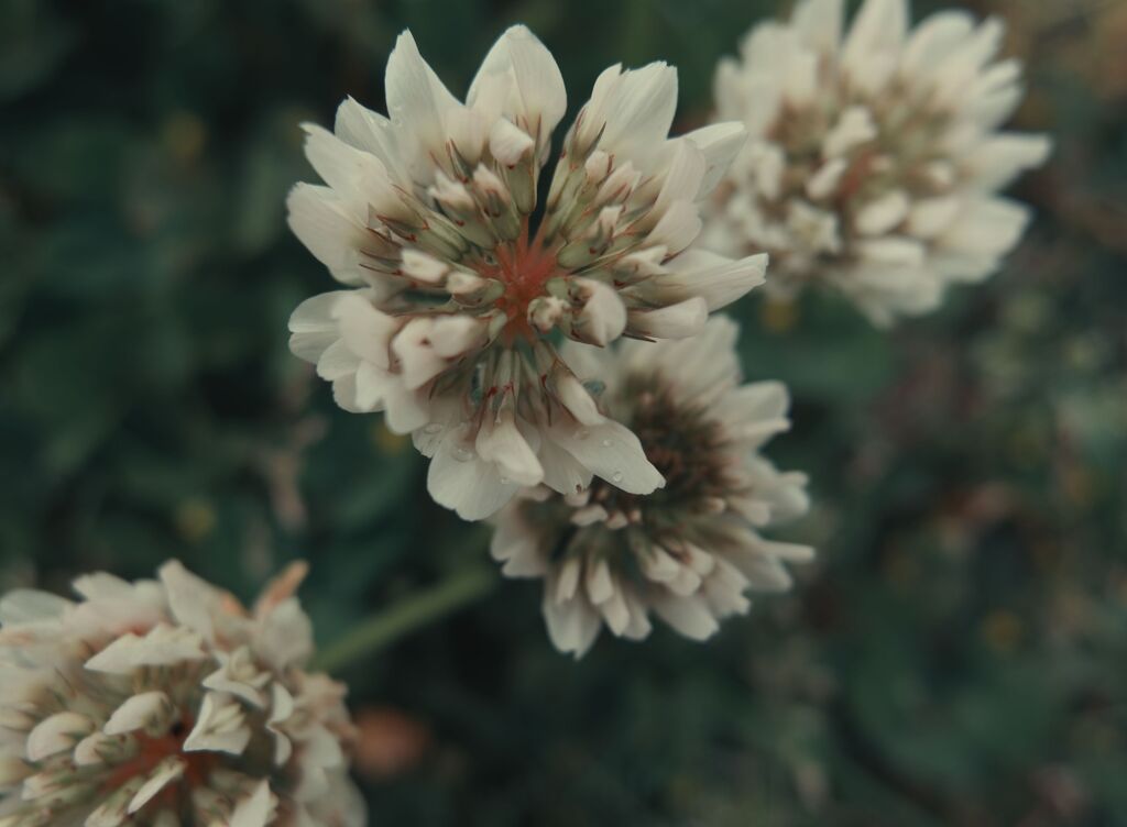 クローバの花