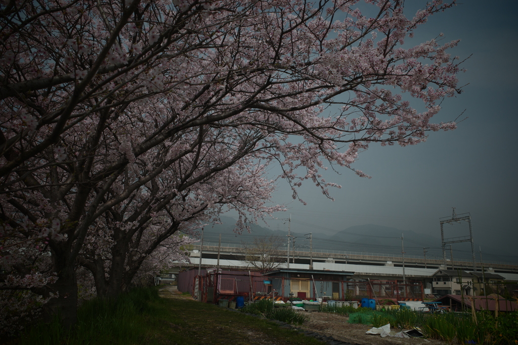 黄砂と桜
