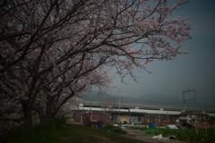 黄砂と桜