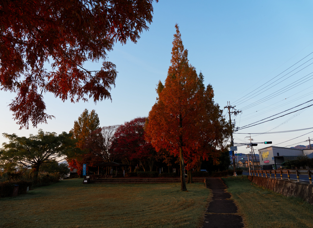 紅葉と空