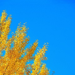青空と紅葉