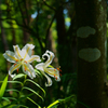 DSC04009J
