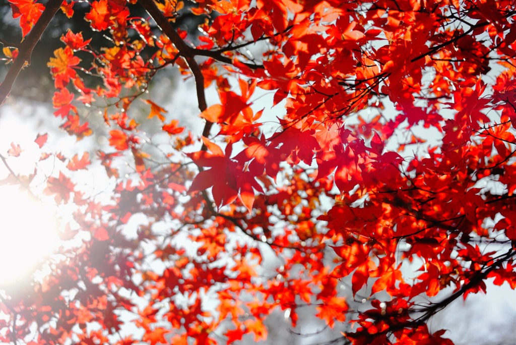 ニューヨークの紅葉