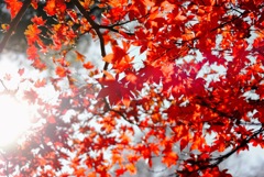 ニューヨークの紅葉
