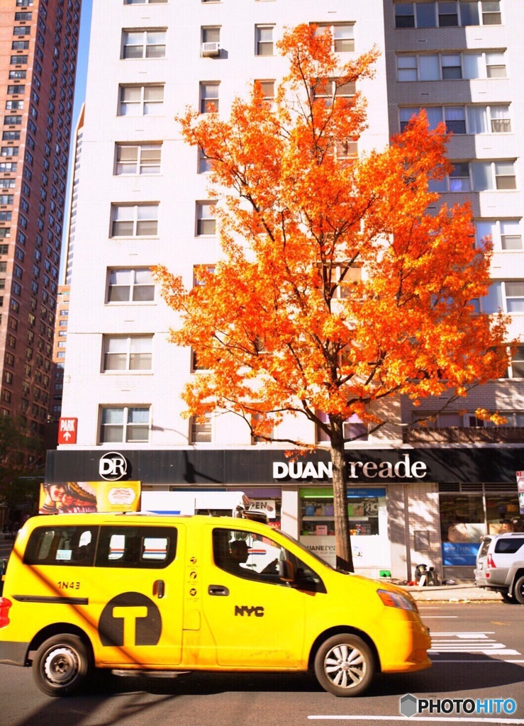 ニューヨークの秋