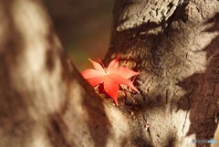 ニューヨークの紅葉