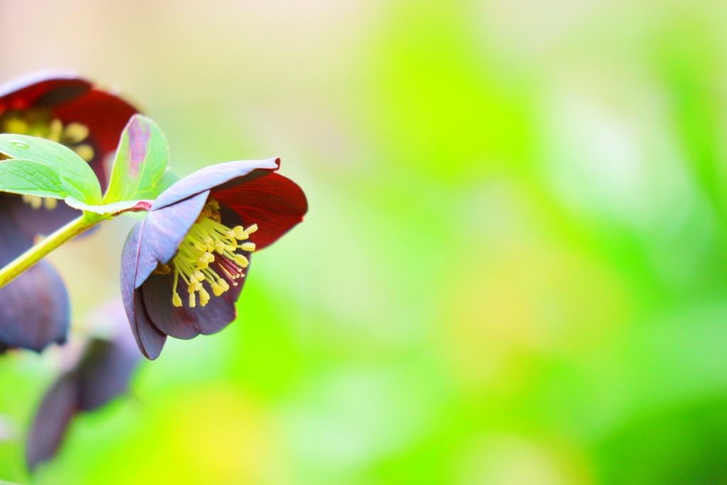 クリスマスローズ