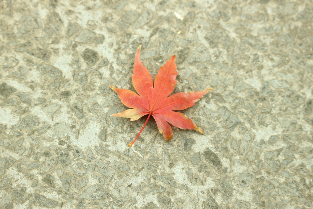 お手て