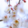 梅ふわり