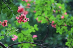 雨のサルスベリ