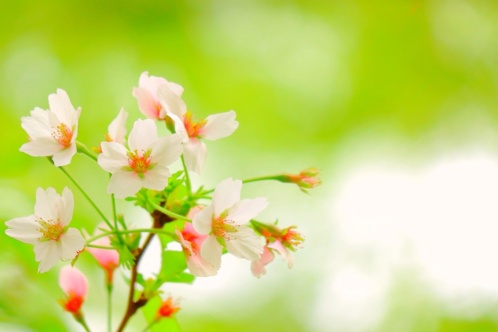 桜と若葉