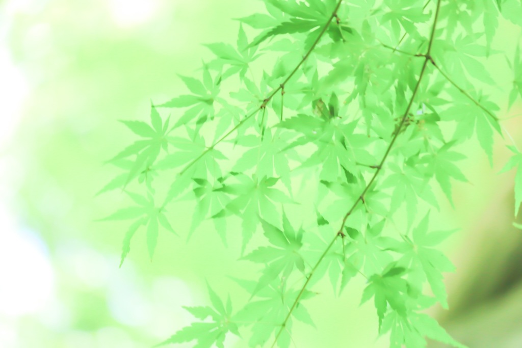 滲む薄緑