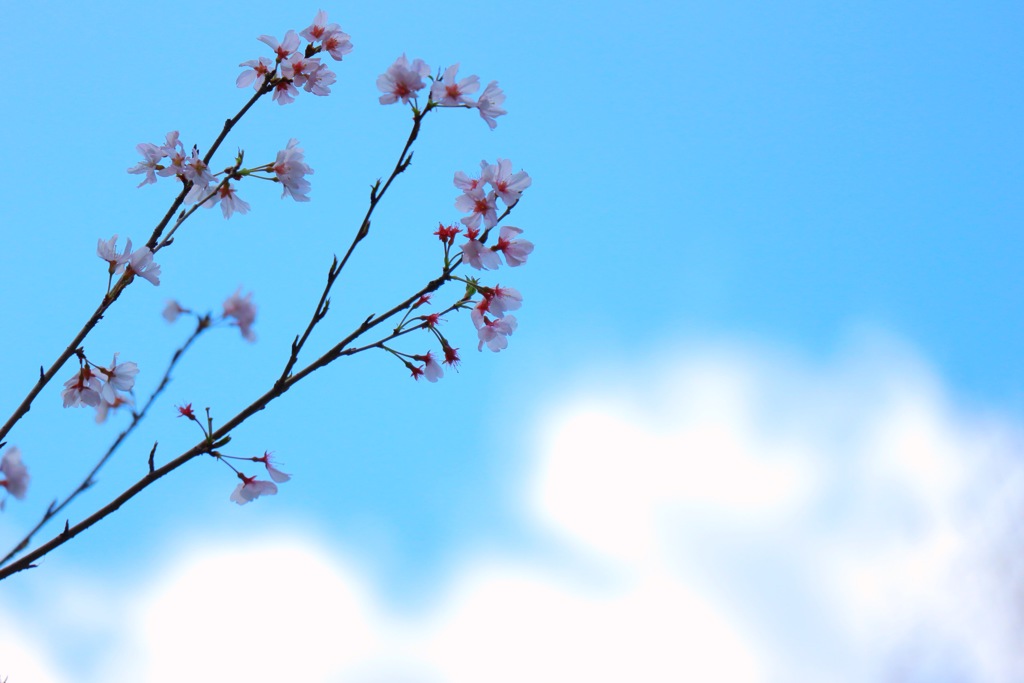 空と雲と桜と