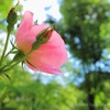 雨上がりの薔薇