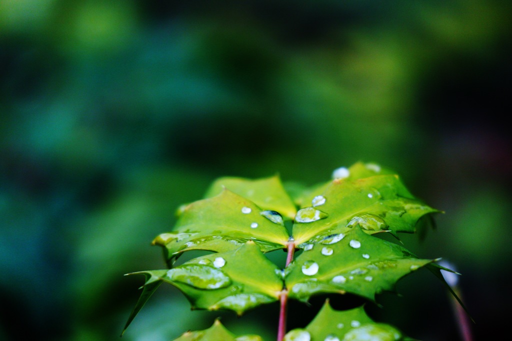 雨上がりの緑