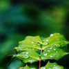 雨上がりの緑