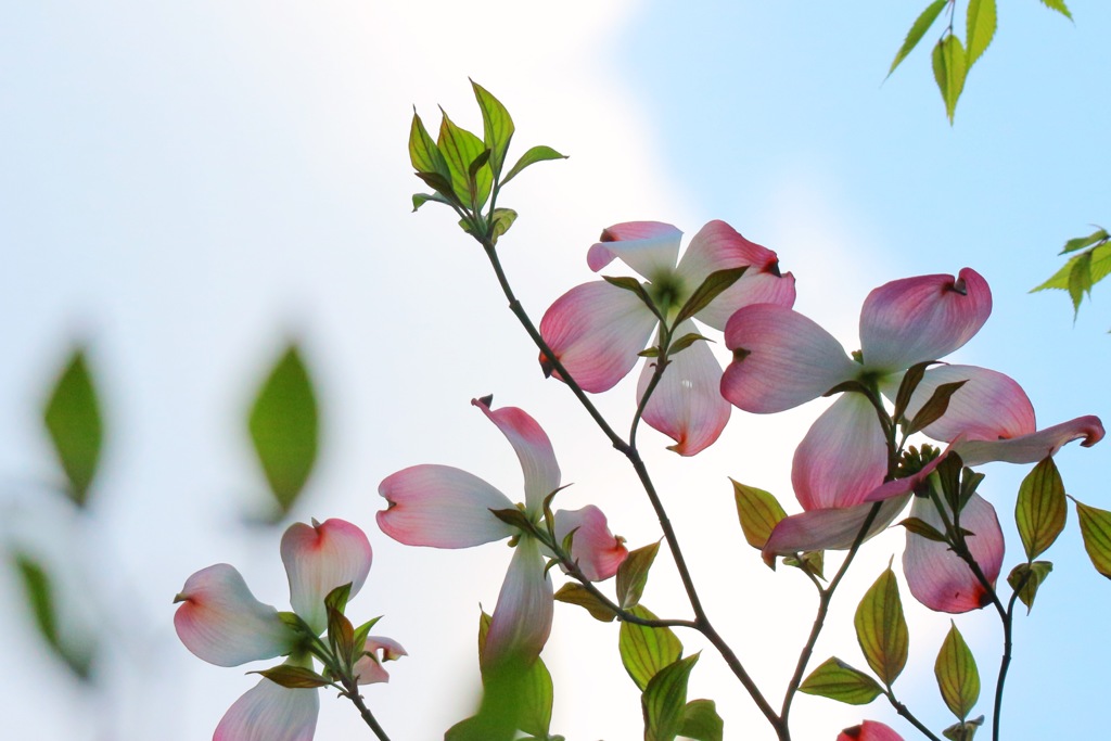 区の木開花