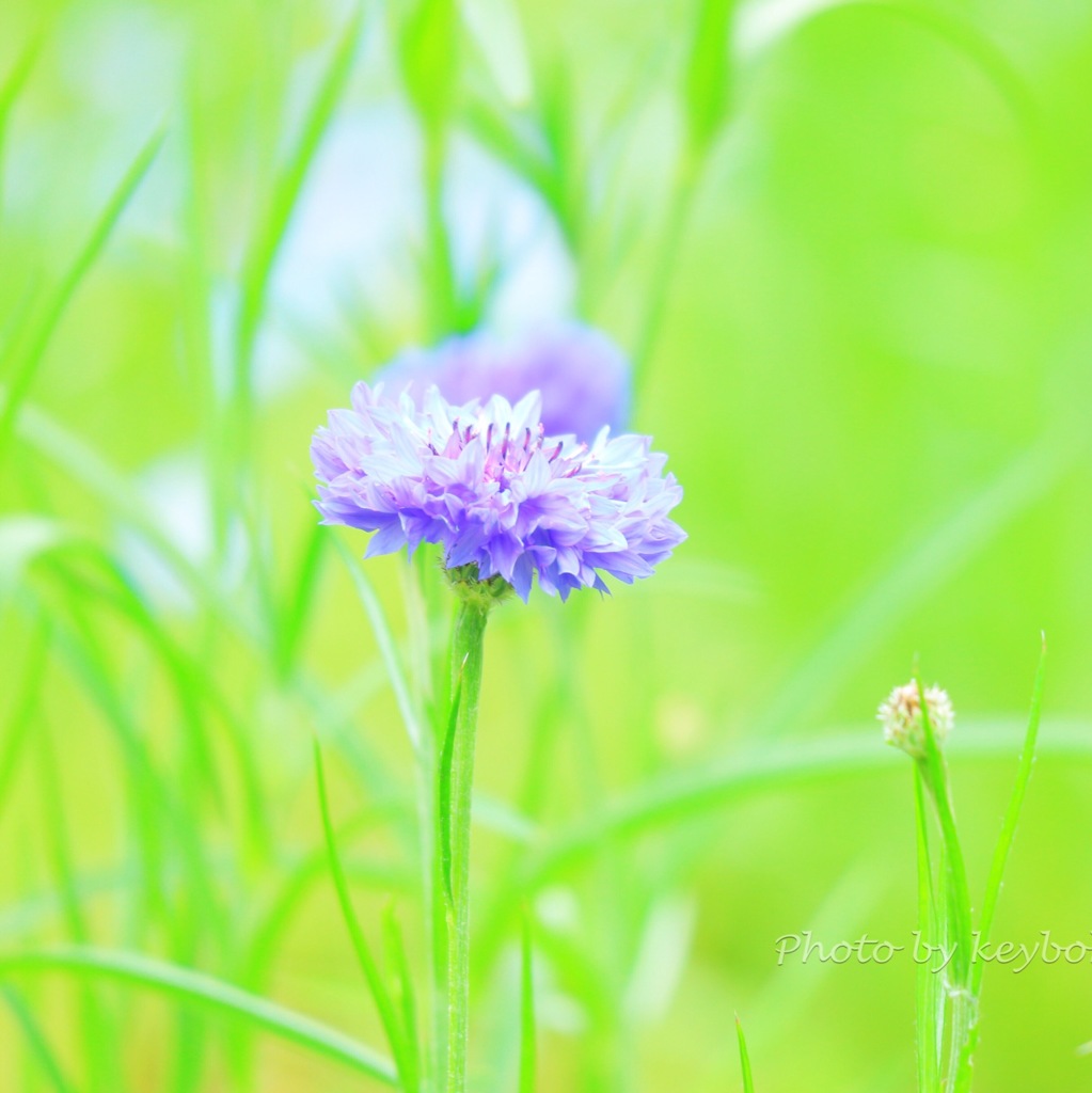 紫一花