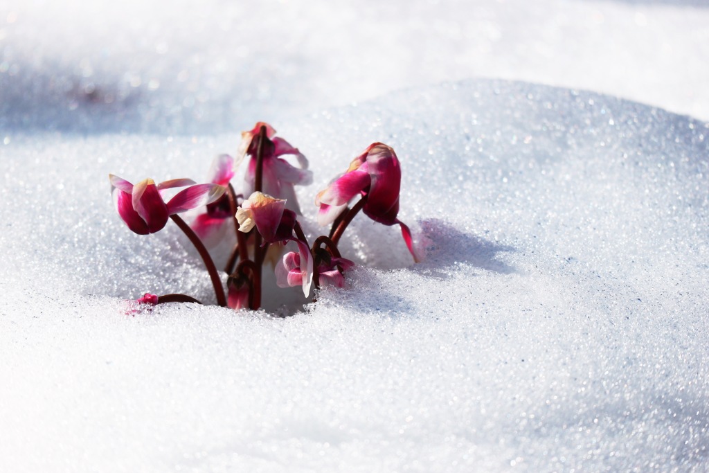 雪に負けない