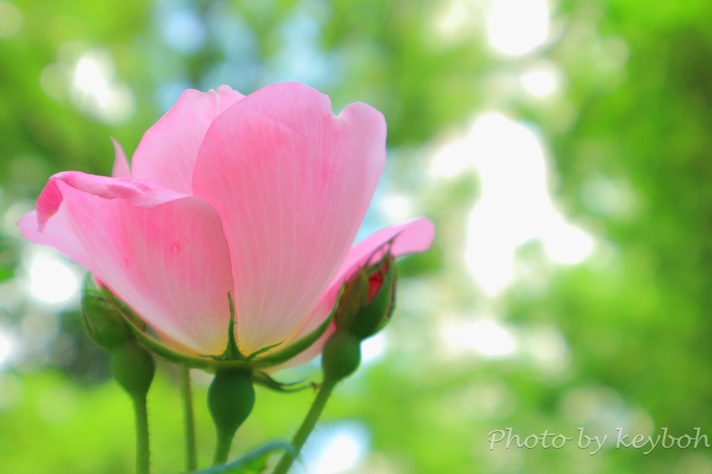 陽だまりの薔薇