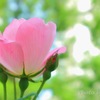 陽だまりの薔薇