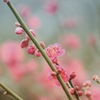 春の色